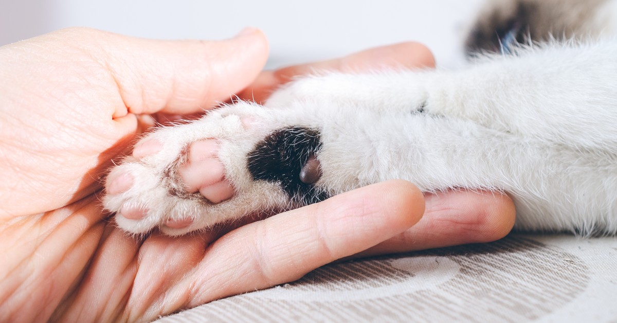 A Guide to Your Cat's Feet and Paws
